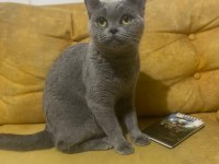 British shorthair kedimize güzel bir aile istiyoruz