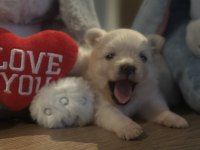 Şirinliği İle Büyüleyen Pomeranian Boo Yavrular