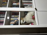Pomeranian boo erkek 1 yaşında kısır değil