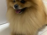 Şecereli pomeranian erkeğimize eş arıyoruz