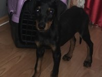 2,5 Aylık Erkek Doberman