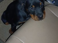 Son dişi rottweiler yavrumuz