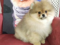 4 Aylık Yavru Pomeranian Boo