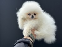 Tea cup pomeranian  yavrularımız ziyarete açık