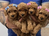 Dişi erkek toy poodle yavrular