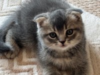 35 günlük sağlıklı erkek scottish fold bebişler