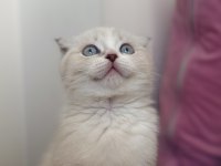Scottish fold 2 aylık