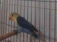 Yeme düşen bebek papağanlar