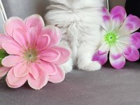 Kaliteli sağlıklı british longhair yavrular