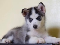 HUSKY SİBİRYA YAVRULARI