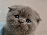 Scottish fold kediler