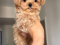 Anne babadan orijinal köre maltipoo