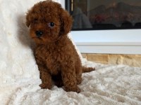 Toypoodle Minik Yavrularımız 