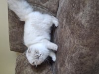 Şampiyon Scottish Fold Dişi
