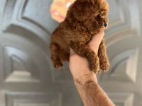 Toy poodle bebekler