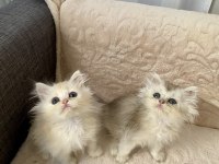 Çok Sevimli ve Oyuncu British Longhair Yavrularım