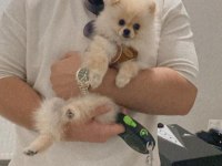 sakarya'da 4 aylık pomeranian erkek