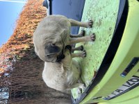 Anne - kız dişi puglar