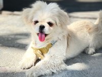 Eğitimli pekinez köpeği