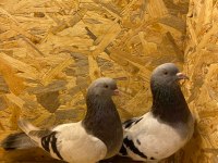 OYUN KUŞU MARDİN TAKLACI GÜVERCİN