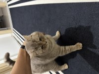 British Shorthair Kedimizi Sahiplendiriyoruz