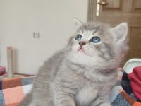 Minik Scottish Straight Yavrumuz Yuvasını Arıyor