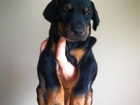 Ev Ortamında Doğan Bebek Köpeklerim Yeni Evini Arıyor