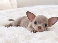 Lilak renk WC eğitimli chihuahua