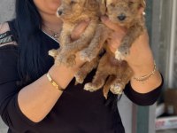 Ufacık toy poodle yavrularım