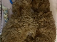 A KALİTE MALTİPOO