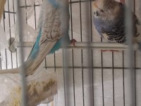 Yerli üretim muhabbet kuşlar