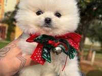 Safkan Pomeranian Boo Bebekler