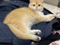 Safkan British Shorthair