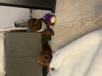 EV ORTAMINDA BAKILAN IRK VE SAĞLIK GARANTİLİ TOY POODLE