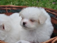 Maltese Yavrular