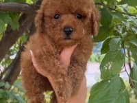 Ruhsatlı Köpek Çiftliğinden Toy Poodle Yavrularımız