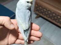 Yeni yeme düşmüş muhabbet kuşu yavrular