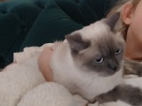 British shorthair 1,5 yaşında