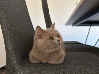 LİLAC BRİTİSH SHORTHAİR KEDİMİZE AİLE ARIYORUZ.