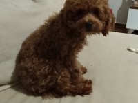 Acil Toy Poodle İstanbul Anadolu Yakası