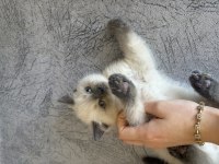 Yavru british shorthair prensesler