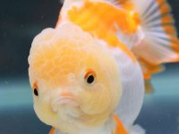 KEREVİT ORANDA LEPİSTES MACRAGANTA KÖPEK BALIĞI