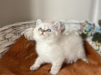 ORİJİNAL IRK BRİTİSH BS2133 BEBEĞİMİZ