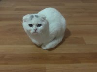 Scottish Fold Kedilerimiz