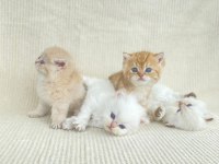 British shorthair ve longhair yavrular