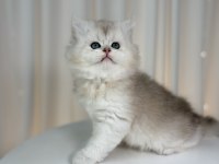 Show Class Silver British Yakışıklı