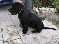 9 aylık cane corso