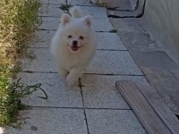 Kar topları köpekler yeni yuvalarına gitmeye hazırlar
