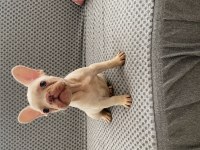 French bulldog Foozy Kızı