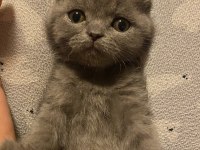 Son scottish fold bebek yeni yuvasını arıyor